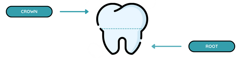 graphic showing root and crown of tooth